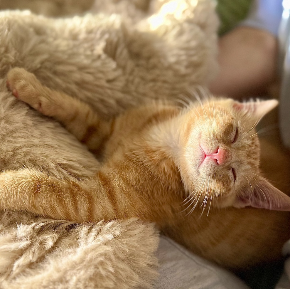Dozens of  kittens nurtured to their new homes via fostering